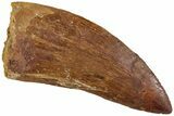 Fossil Carcharodontosaurus Tooth - Real Dinosaur Tooth #234243-1